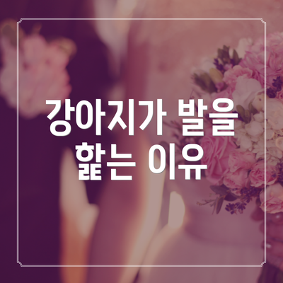 강아지가 발을 핥는 이유