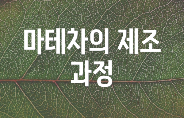 마테차의 제조 과정