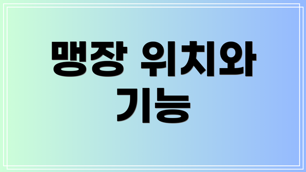 맹장 위치와 기능